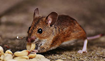 24 Hour & Emergency Exterminators in Watford Cty, ND